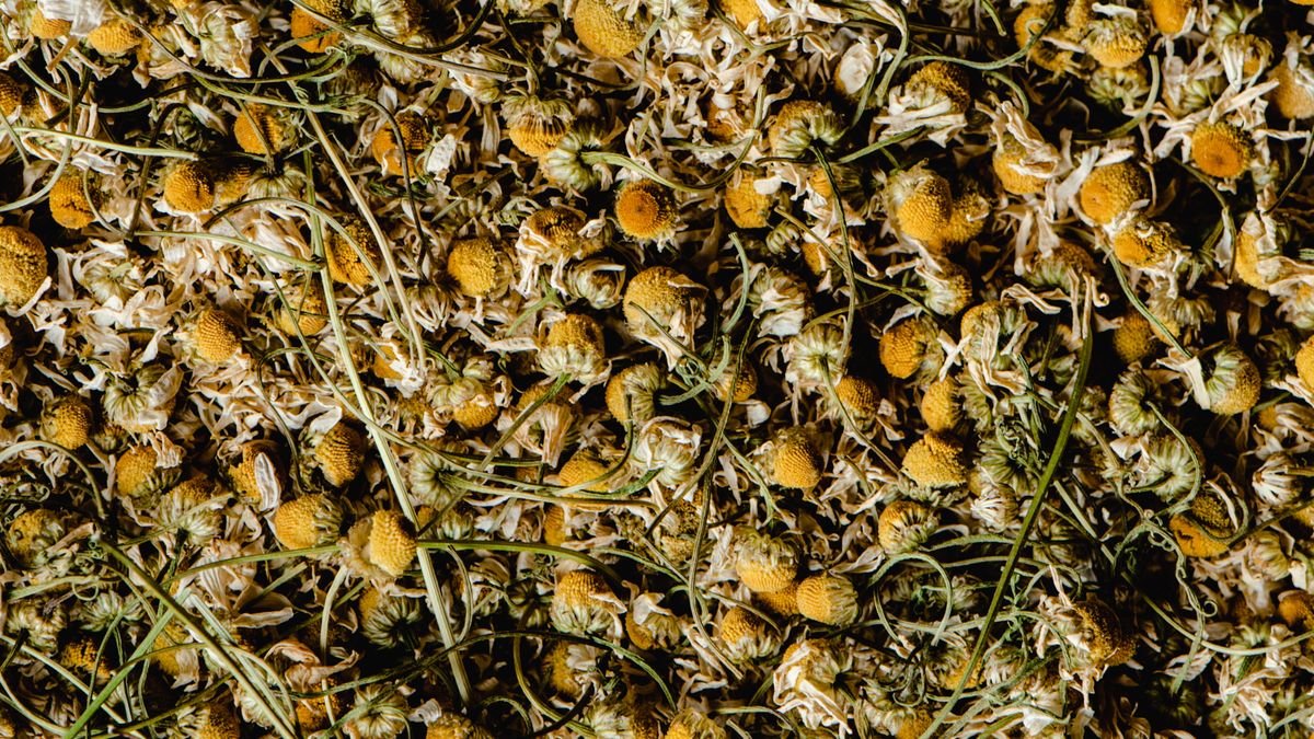 Plantes médicinales pour réguler les hormones