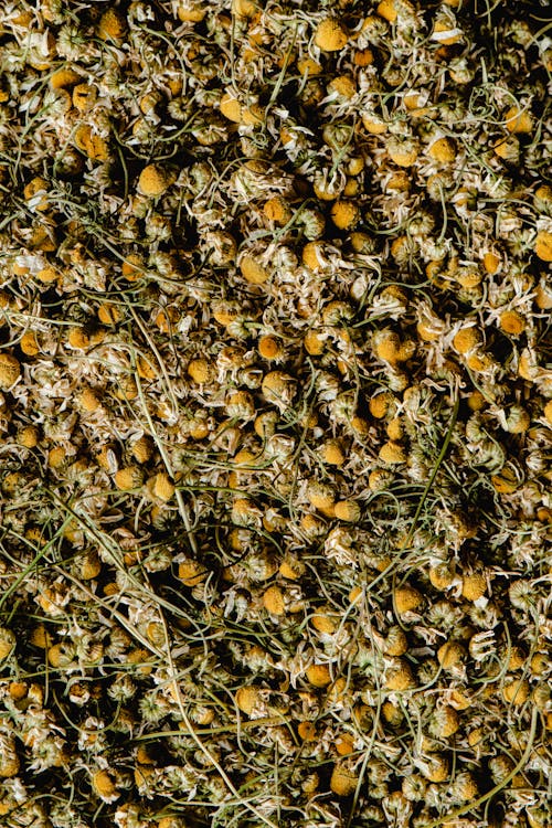 Photo of Dried Chamomile Flowers