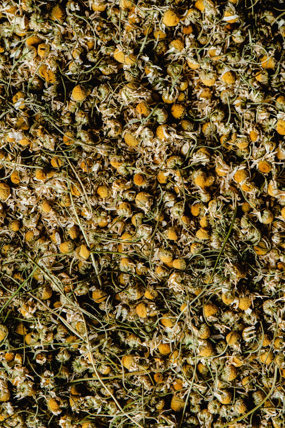 Chamomile Flower