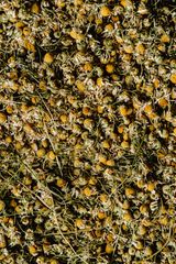 Kalmegh Extract Powder
