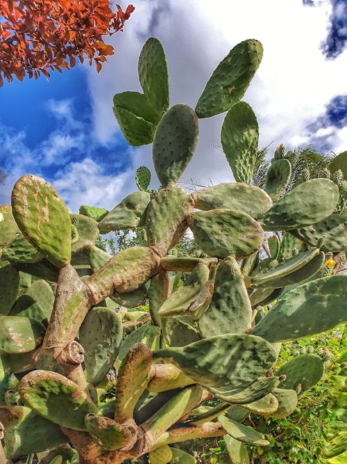 Gratis stockfoto met cactus, cactusvijg, grote cactus