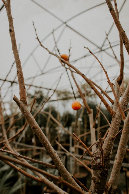 Free Orange Fruit on Brown Tree Branch Stock Photo