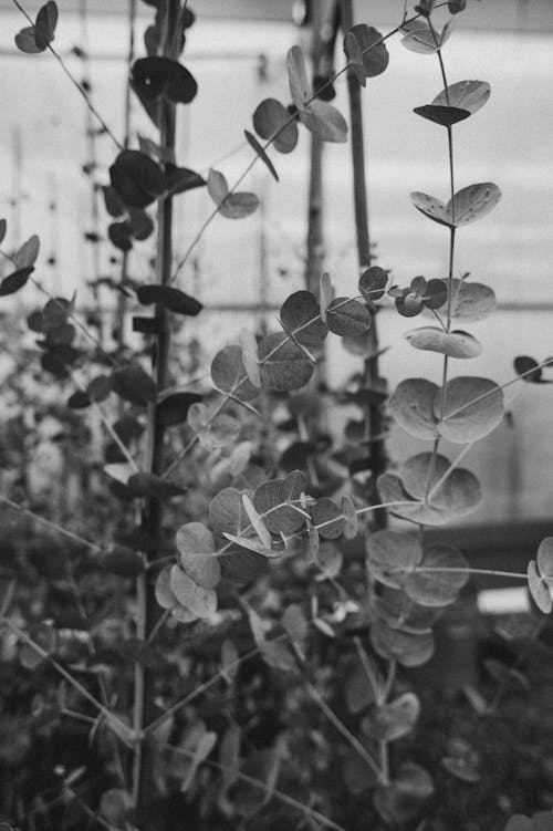 Free Grayscale Photo of a Plant with Leaves Stock Photo