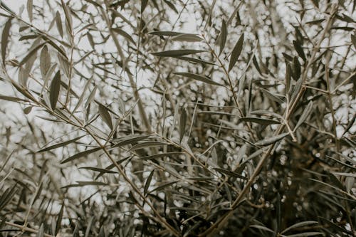 アート, オリーブの木, テクスチャの無料の写真素材