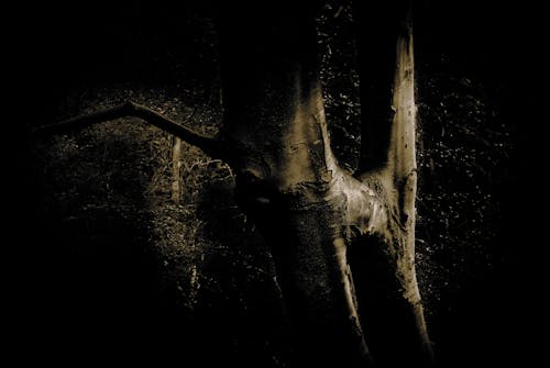 Darmowe zdjęcie z galerii z drzewo