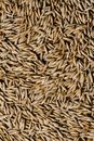 Bulk of Brown Oat Grains