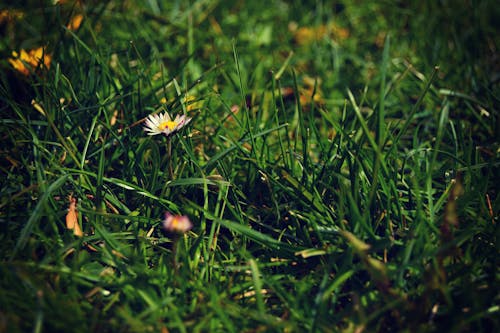 Biały Kwiat Płatkami Na Polu Trawy