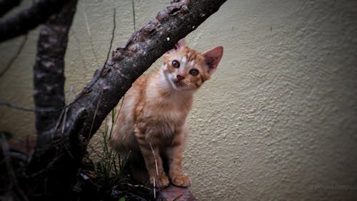 Fotos de stock gratuitas de gatos