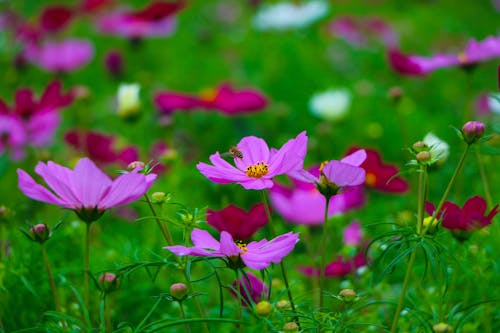 Purple Flowers in Close up View