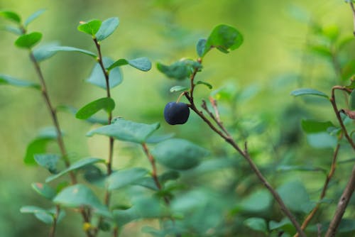 Round Berry Fruit with Green Leaves