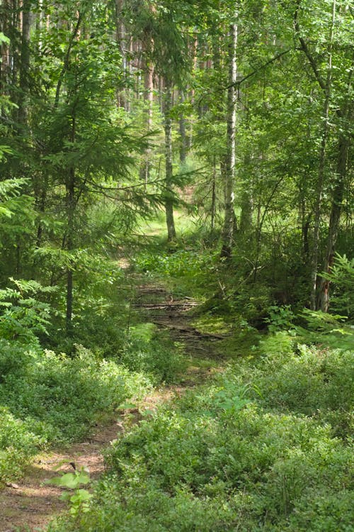 Gratis stockfoto met bomen bos, bospad, groen