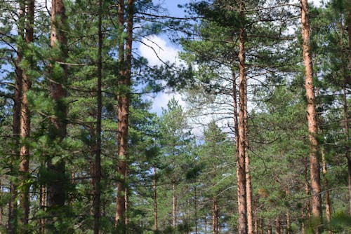 Gratis stockfoto met bomen bos, dennen, evergreen