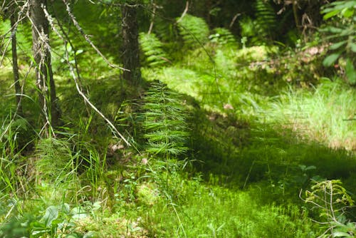 Free stock photo of forest, green, moss