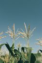 Tassels of Corn Plants
