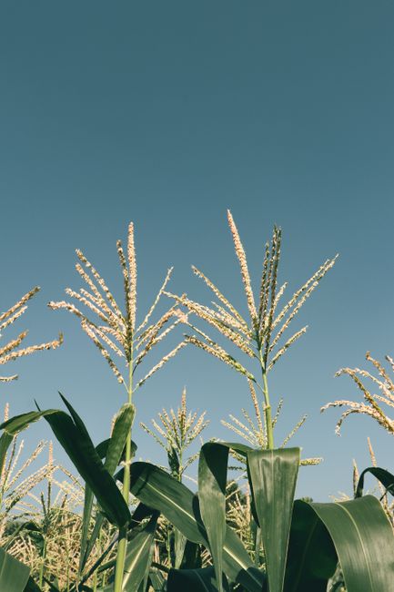 Semente de Sorgo