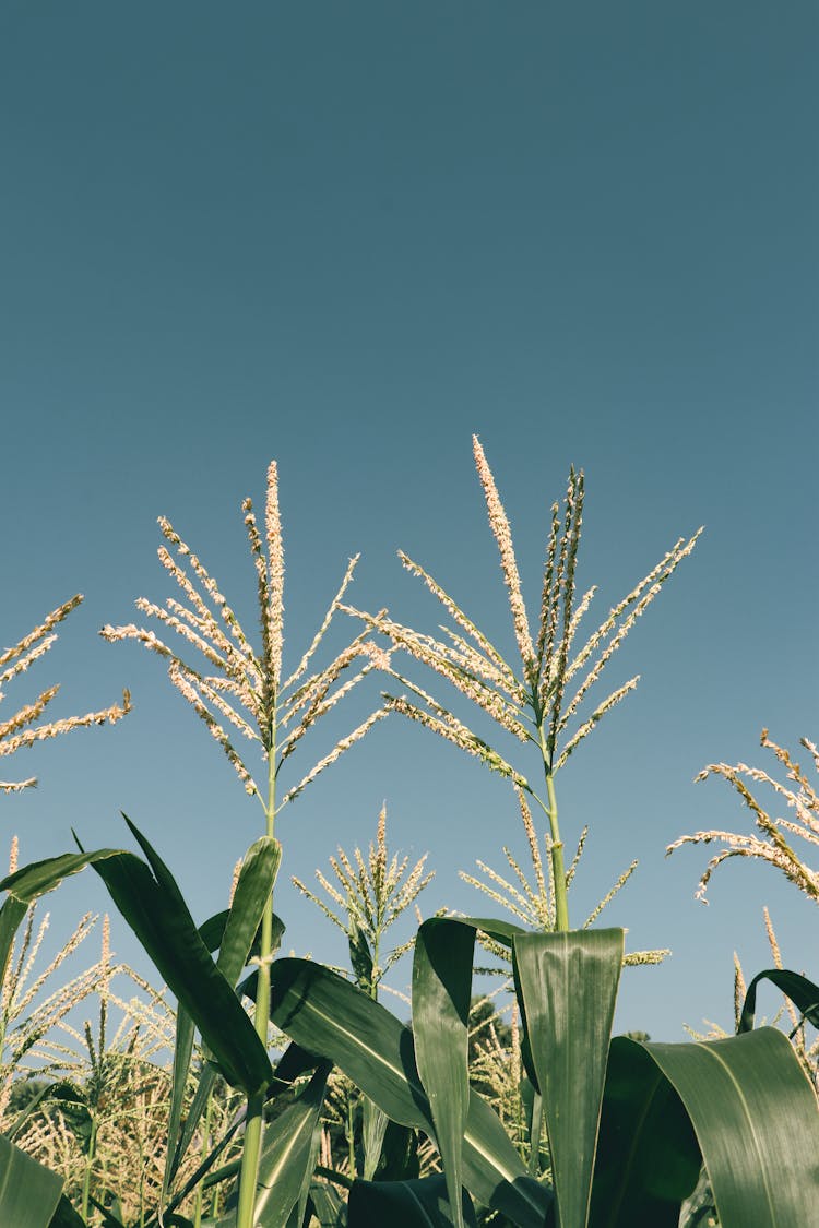 Tassels Of Corn Plants