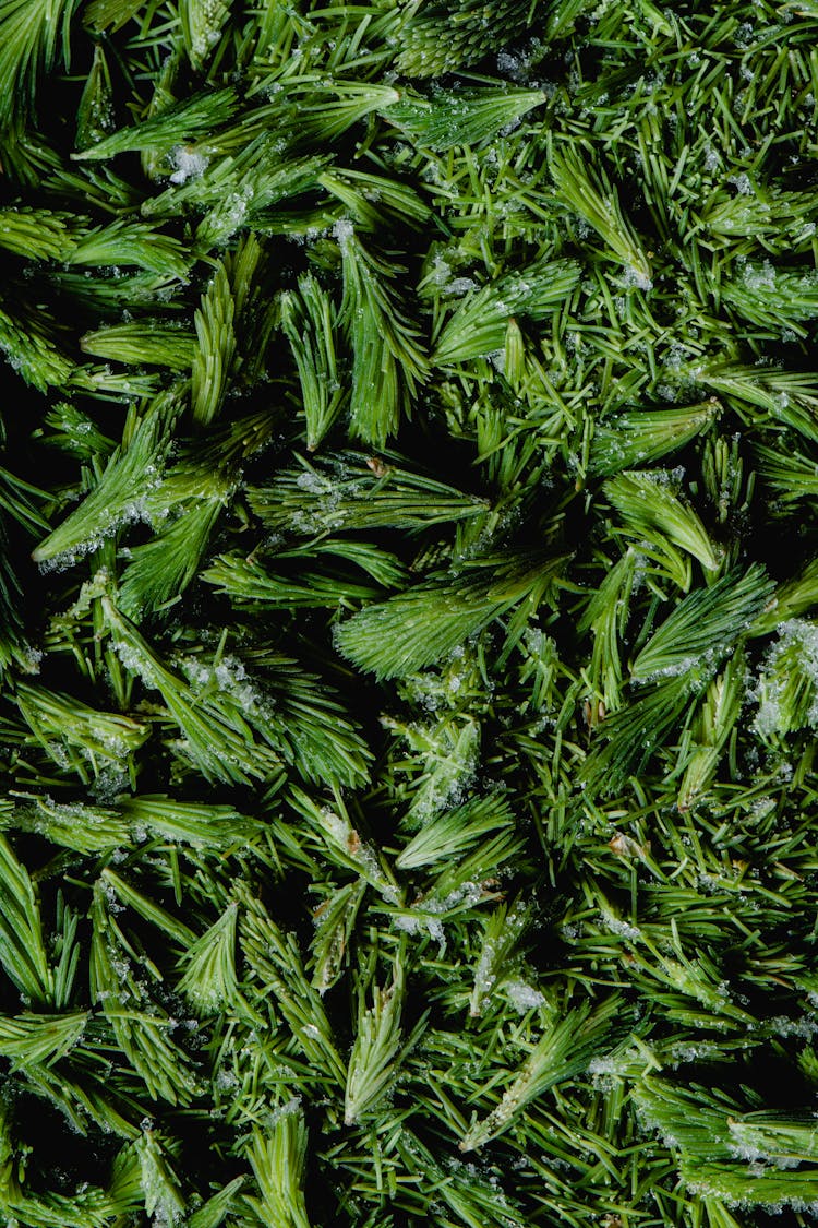 
A Pile Of Spruce Leaves