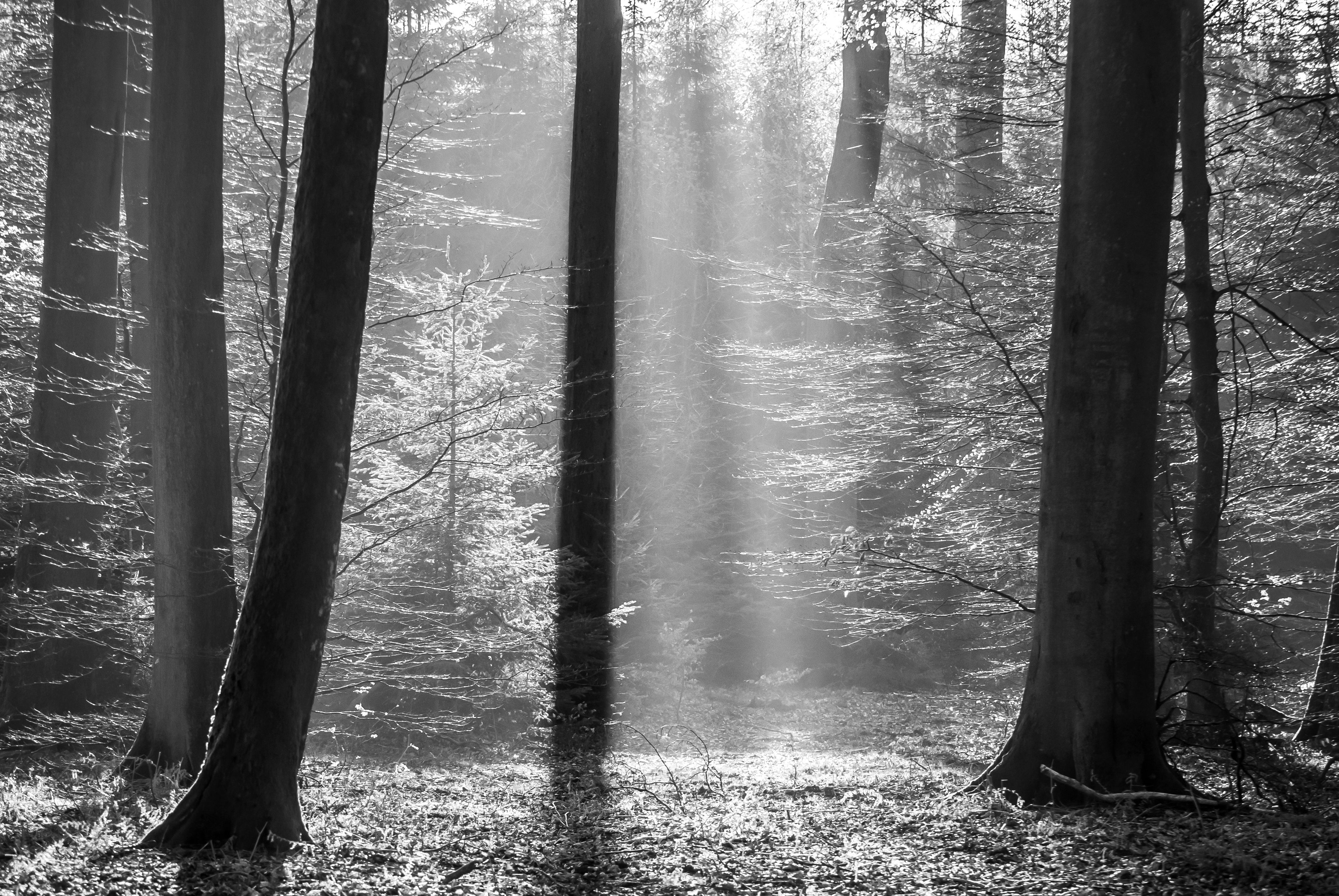 Grayscale Photo of Trees With Ray Of Sunlight · Free Stock Photo
