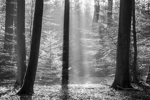 Imagine de stoc gratuită din arbori, codru, lumina soarelui