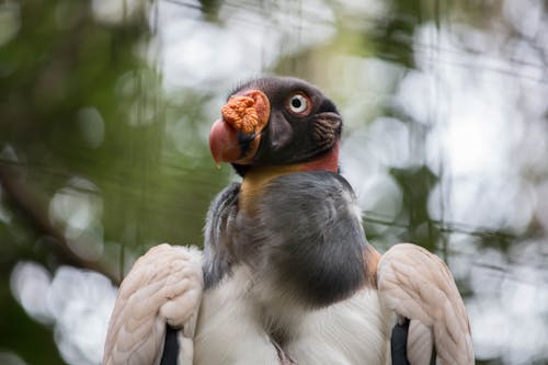 King Vulture in Close Up Photography