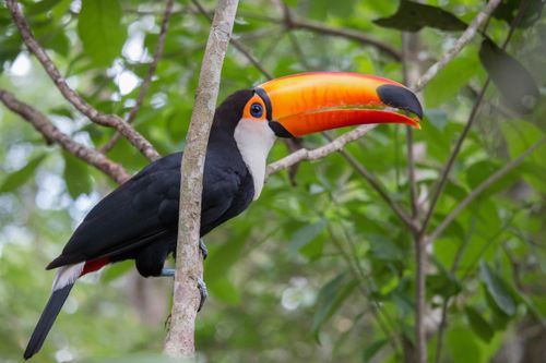 Free Stunning toucan with vivid beak perched among lush tropical foliage. Stock Photo