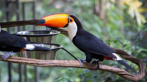Free Vibrant toucan with striking beak perched on branch in a lush, green jungle setting. Stock Photo