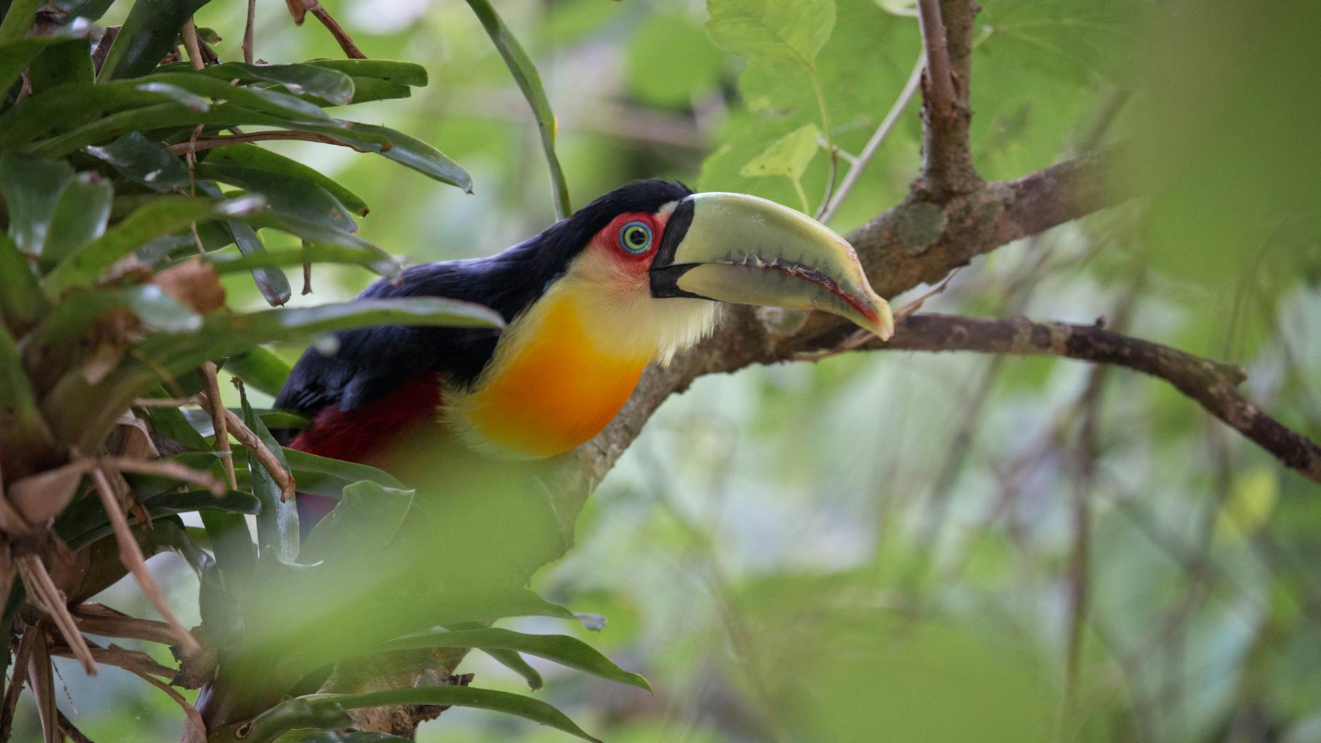 A colorful toucan rests on a tree branch surrounded by lush foliage, showcasing wildlife in nature.