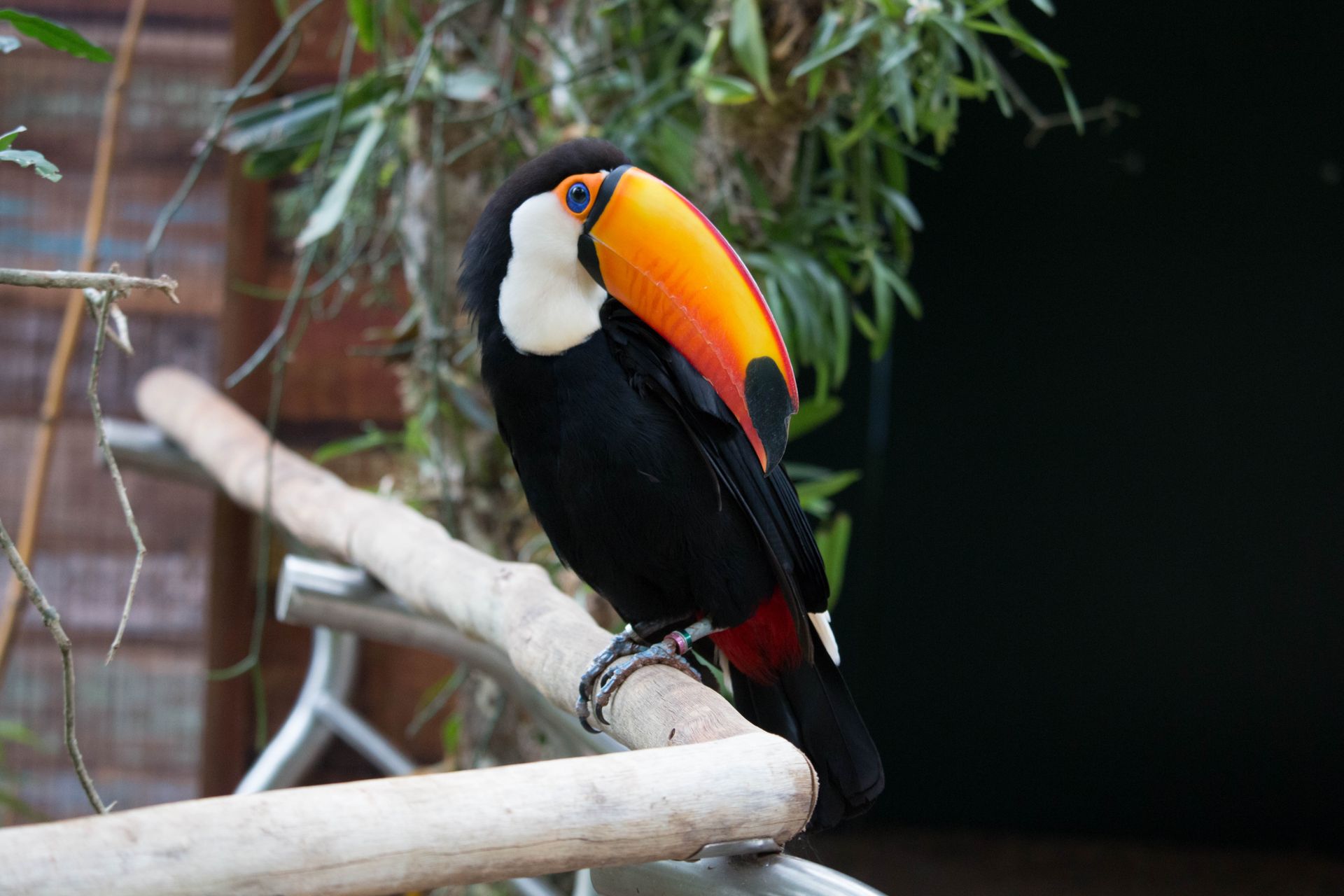 A colorful Toco Toucan with a striking beak perched in a natural setting.