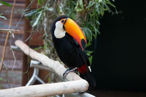Free A colorful Toco Toucan with a striking beak perched in a natural setting. Stock Photo