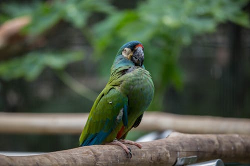 Foto profissional grátis de animal, ave, aviário