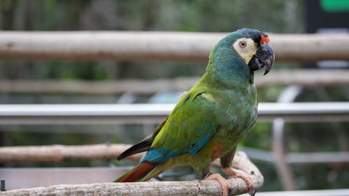 Free Green and Blue Parrot on Brown Branch Stock Photo