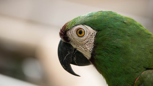 Green and White Parrot in Close Up Photography