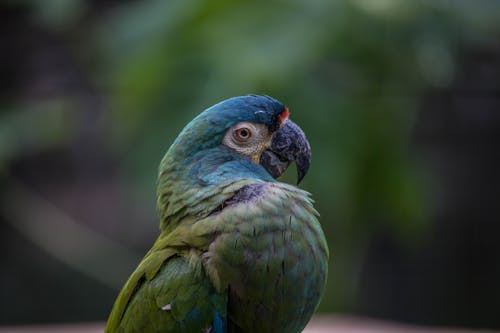 Green and Blue Parrot in Close Up Photography