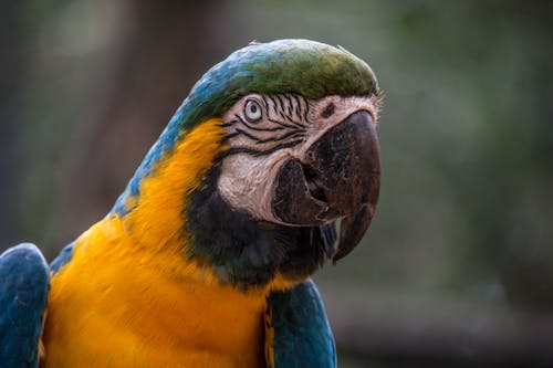 Blue Yellow and Green Macaw