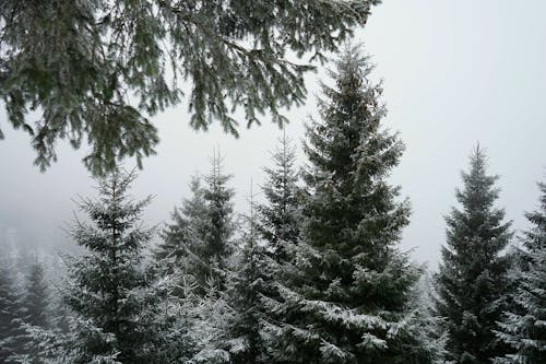 Grayscale Photo of Pine Trees On A Foggy Day