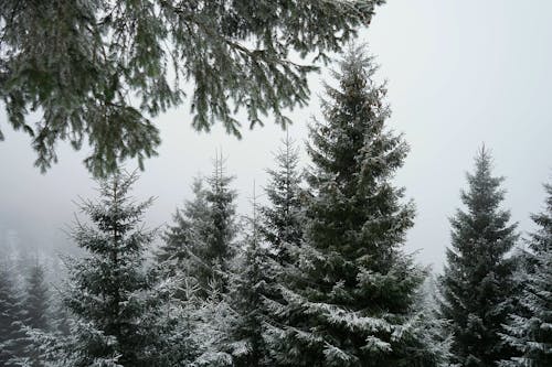 Imagine de stoc gratuită din alb-negru, arbori, arbori veșnic verzi