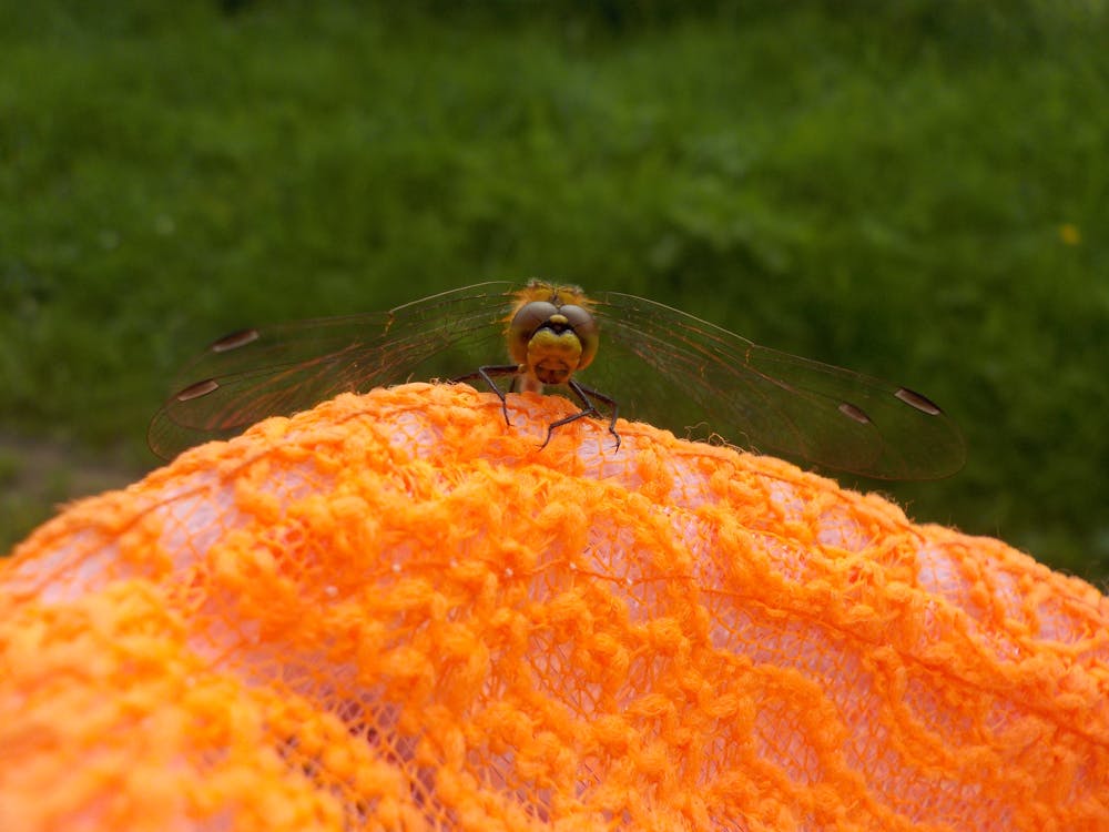 Free stock photo of dragonfly, orange, summer Stock Photo