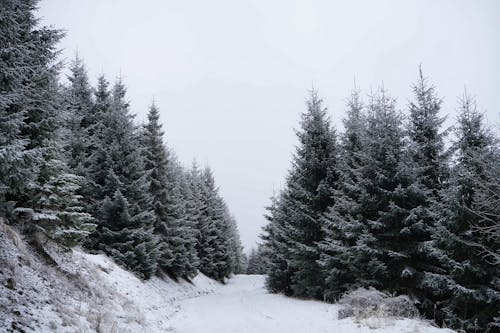 Pine Trees Along A Snow Covered Road