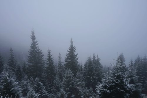 Free A serene view of fog enveloping a snow-covered pine forest in winter. Stock Photo