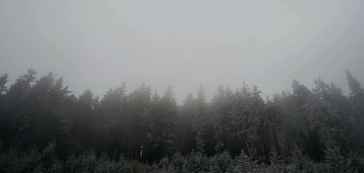 Serene misty forest landscape with towering trees in dense fog.