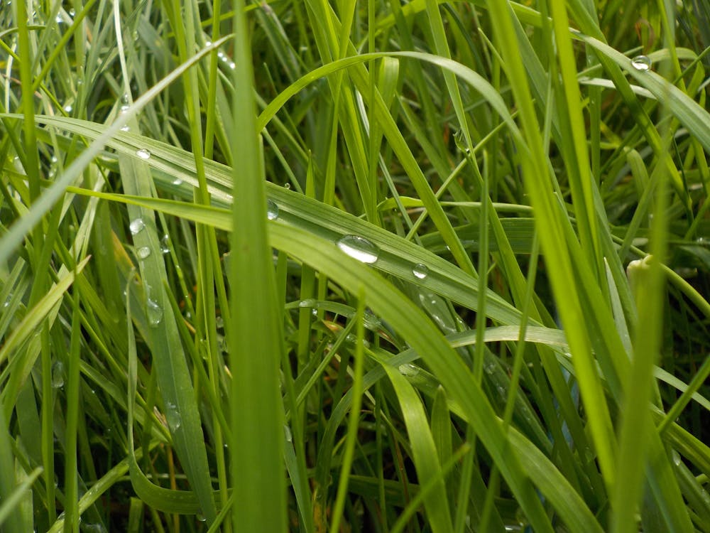 Free stock photo of drop, grass, water Stock Photo