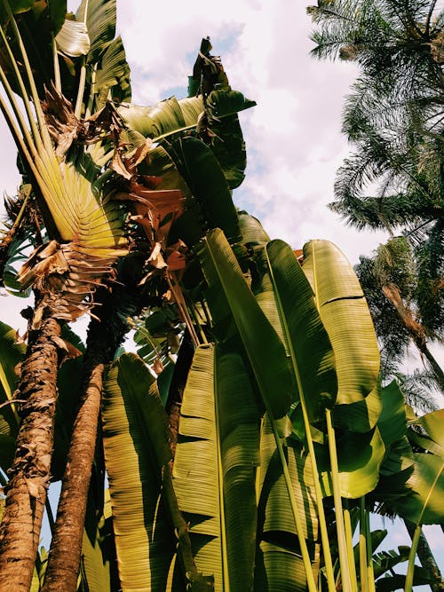 Gratis stockfoto met bananenbladeren, belo horizonte, bewolkte lucht