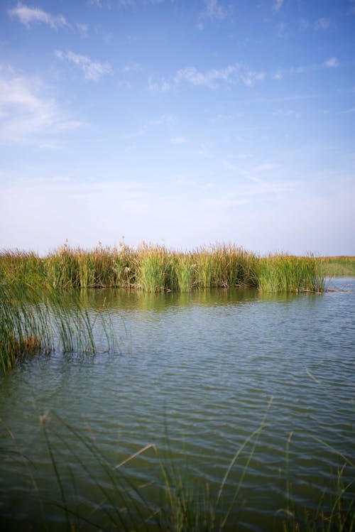 Foto d'estoc gratuïta de cel blau, cos d'aigua, herba