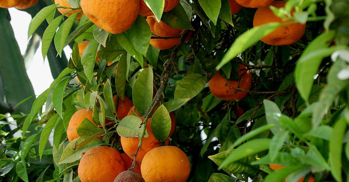 Free stock photo of fruit, maroc, orange