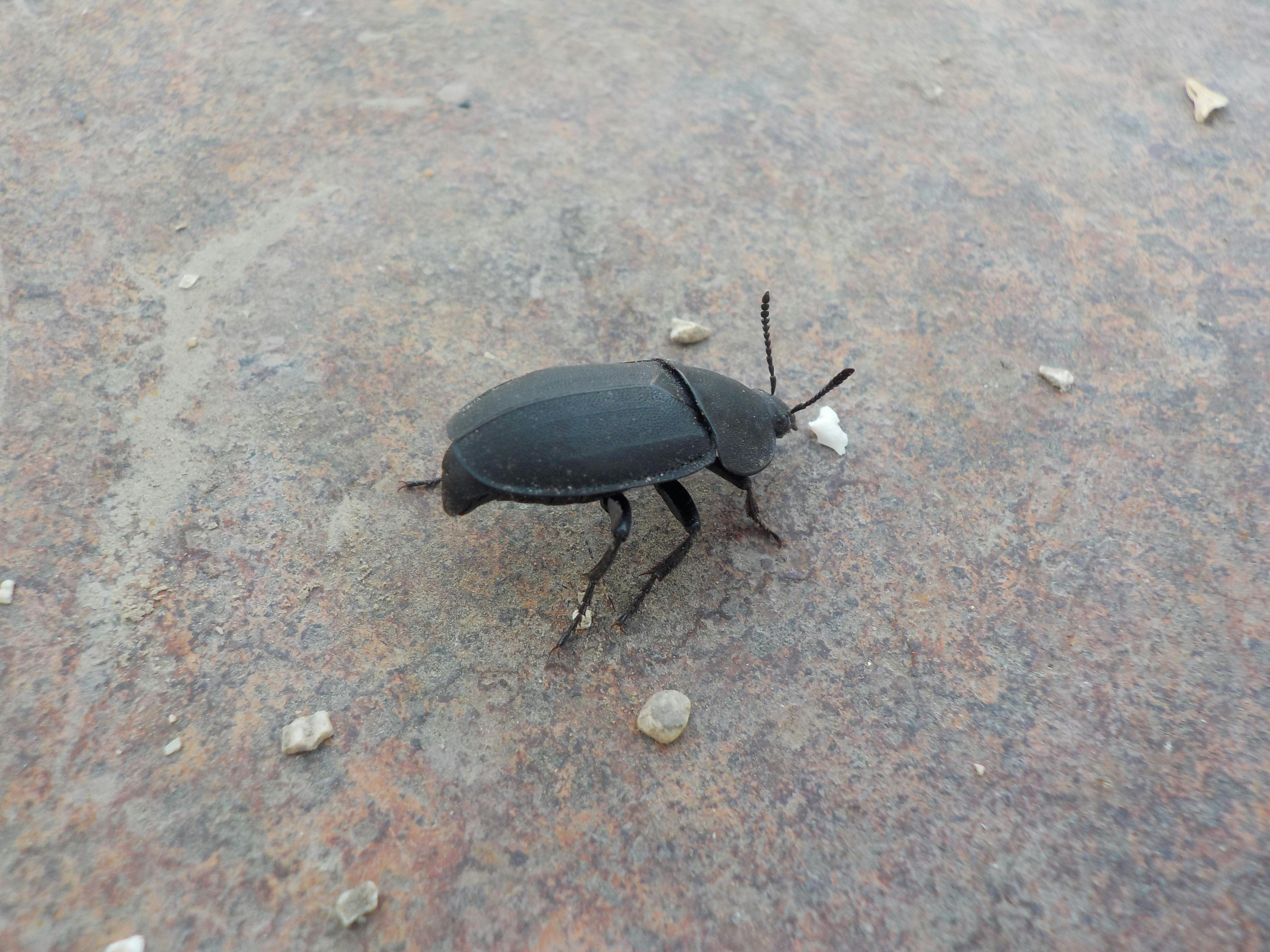 Free stock photo of beetles