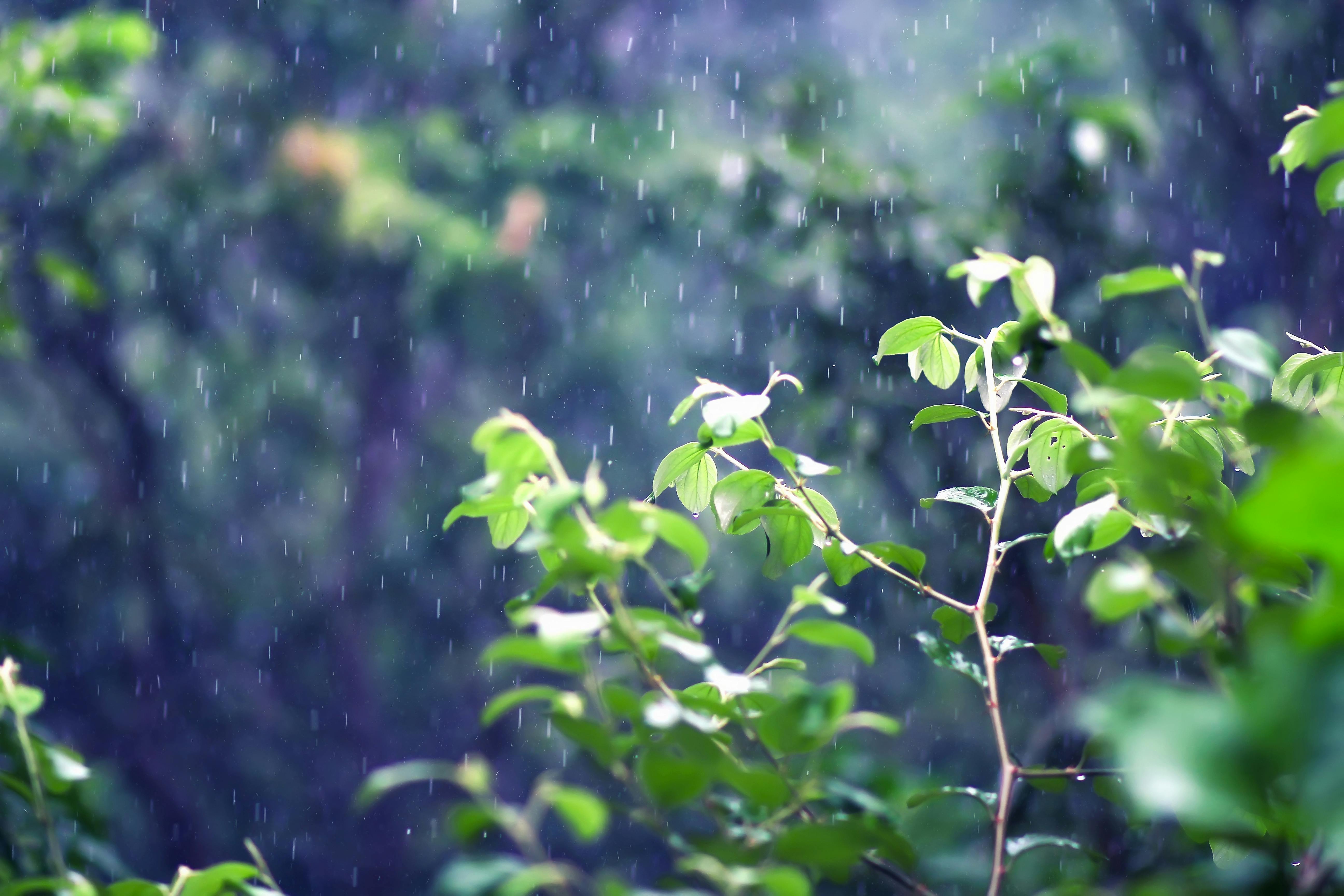 Free stock photo of after the rain, background, background image