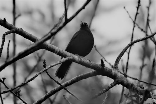 Fotobanka s bezplatnými fotkami na tému čiernobiely, drozd, fotografovanie vtákov