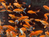 Orange Fishes in a Water Tank