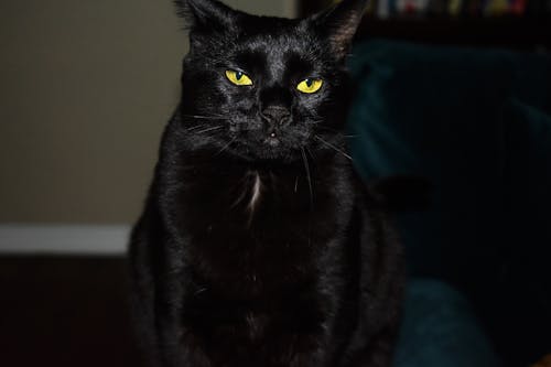 Základová fotografie zdarma na téma černá kočka, chlupatý, děsivý
