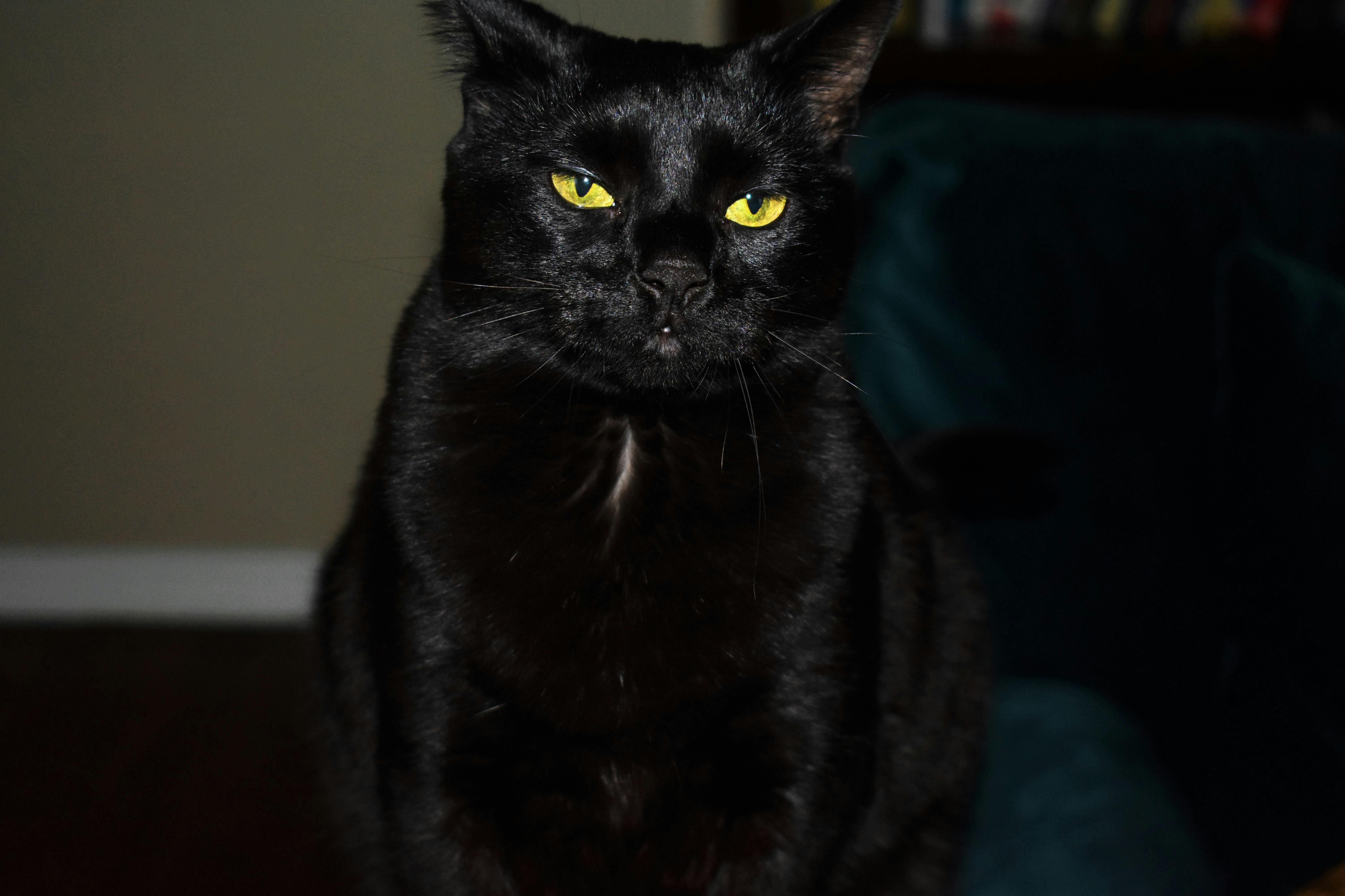 black cat iv